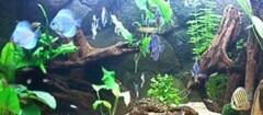 aquarios-e-peixes-presidente-prudente-1493930420
