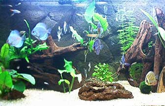 Aquario Simões - Foto 1