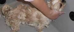 banho-e-tosa-de-animais-presidente-prudente-1493930533