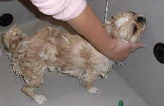 ESPAÇO PET - Foto 1