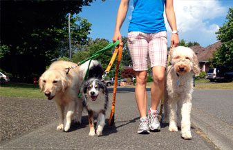 Dog Walker - Foto 1