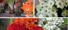 floricultura-presidente-prudente-1495035202