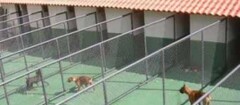 hotel-para-animais-presidente-prudente-1493938535