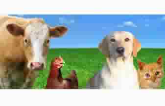 Arroba Produtos Veterinários - Foto 1