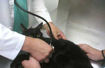 Hospital Veterinário São Francisco de Assis - Foto 1