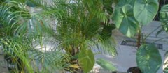 plantas-ornamentais-presidente-prudente-1497455230