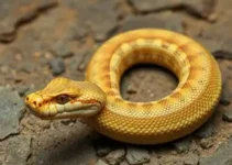 origem das cobras
