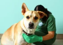 leishmaniose em cães