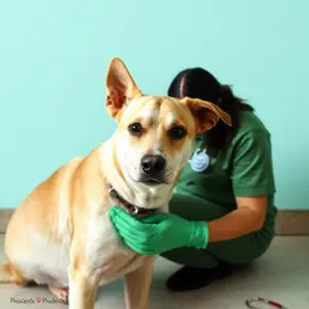 leishmaniose em cães